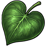 Heartleaf