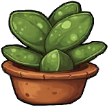 Succulent