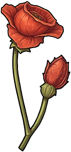 Poppy