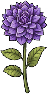 Night Dahlia