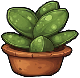 Succulent