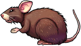 Brown Rat