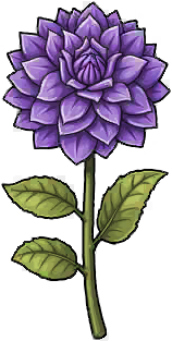 Night Dahlia